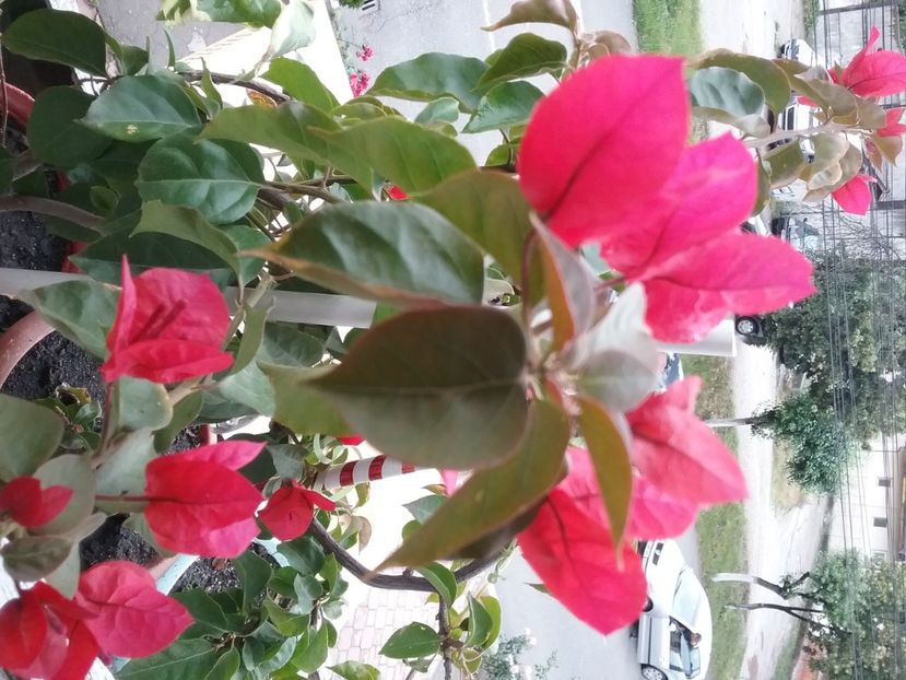  - Bougainvillea rosie-Don Mario