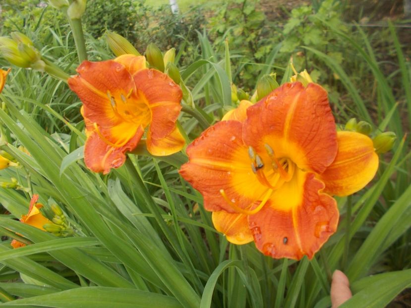 MY MELINDA - Hemerocallis 2020