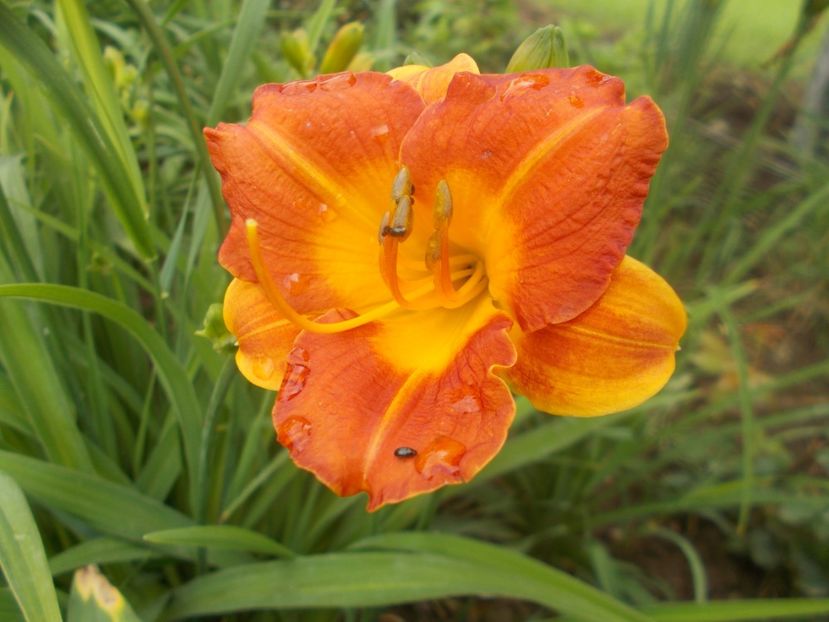  - Hemerocallis 2020