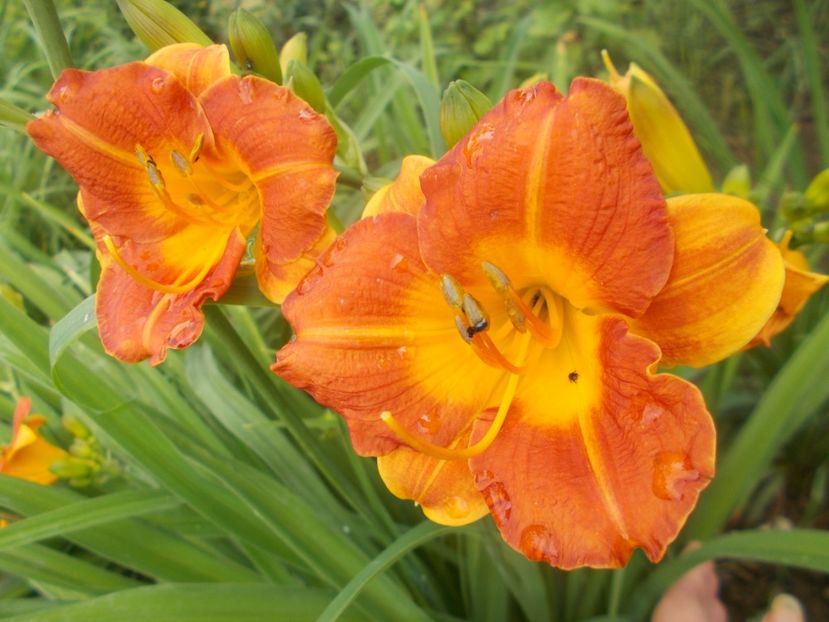  - Hemerocallis 2020