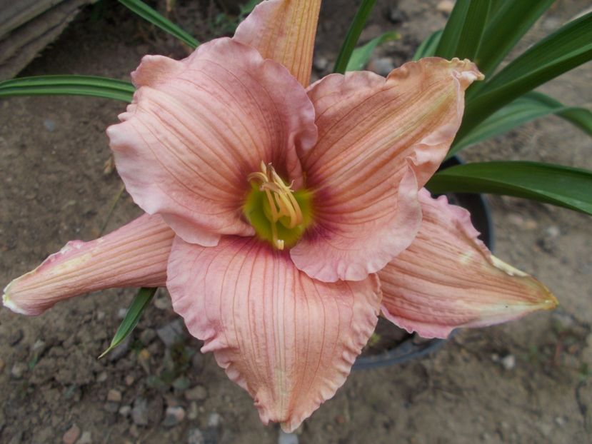 Sambo Wilder - Hemerocallis 2020