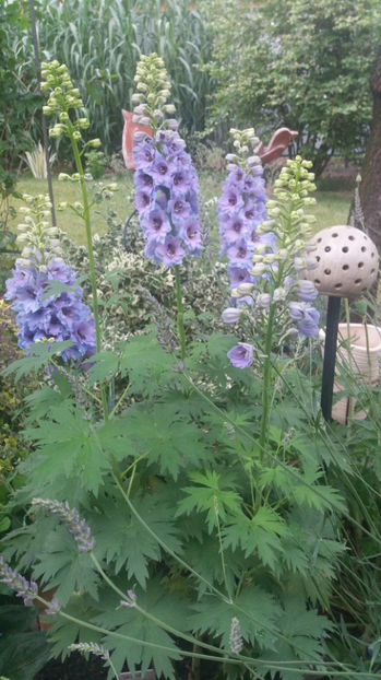 Delphinium(nemtisor) "high society" - Gradina si terasa PrimaLuce_7-Hello 2020
