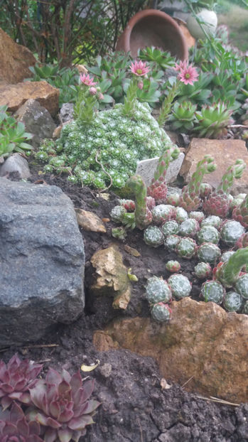 sempervivum mix - Gradina si terasa PrimaLuce_7-Hello 2020
