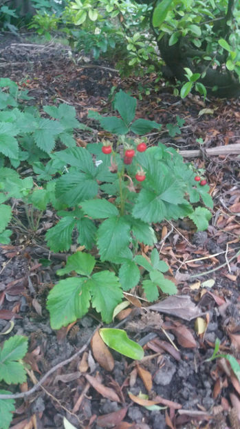 fragaria vesca - Gradina si terasa PrimaLuce_7-Hello 2020