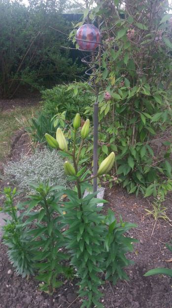 lilium orientale spp mix - Gradina si terasa PrimaLuce_7-Hello 2020