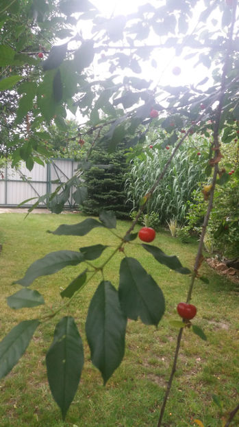 Prunus cerasus(visin) - Gradina si terasa PrimaLuce_7-Hello 2020