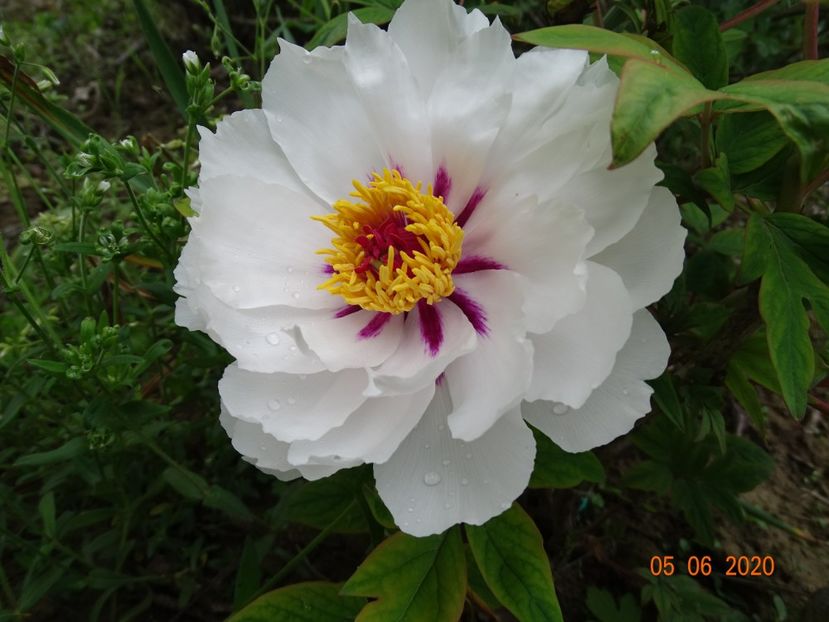 Fairy Moon - Irisi si bujori 2020