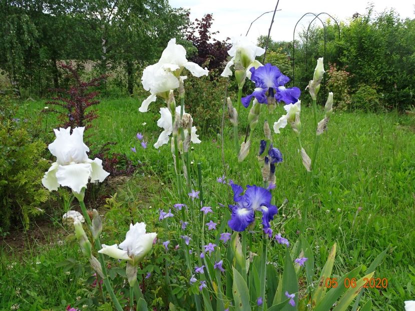 Lacy Snowflake, City Lights - Irisi si bujori 2020