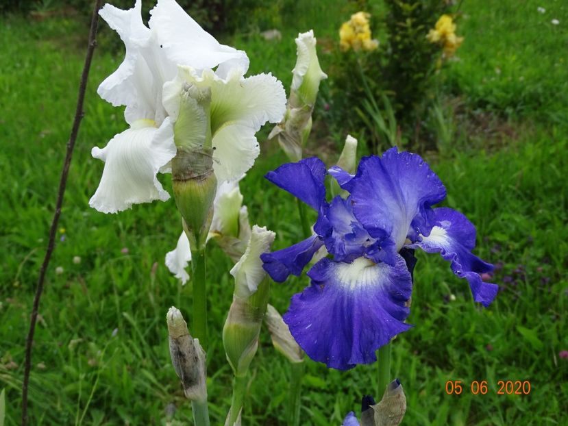 Lacy Snowflake, City Lights - Irisi si bujori 2020