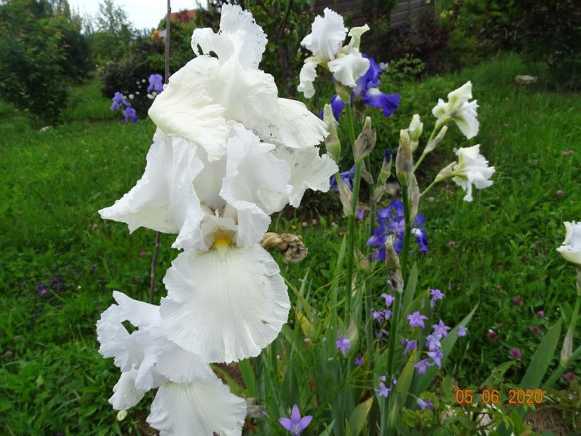 Lacy Snowflake - Irisi si bujori 2020