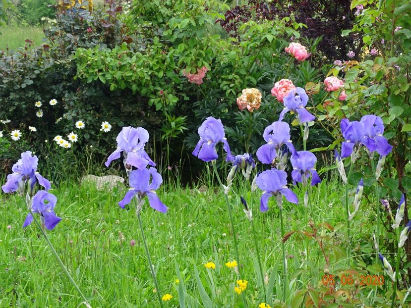 pallida - Irisi si bujori 2020