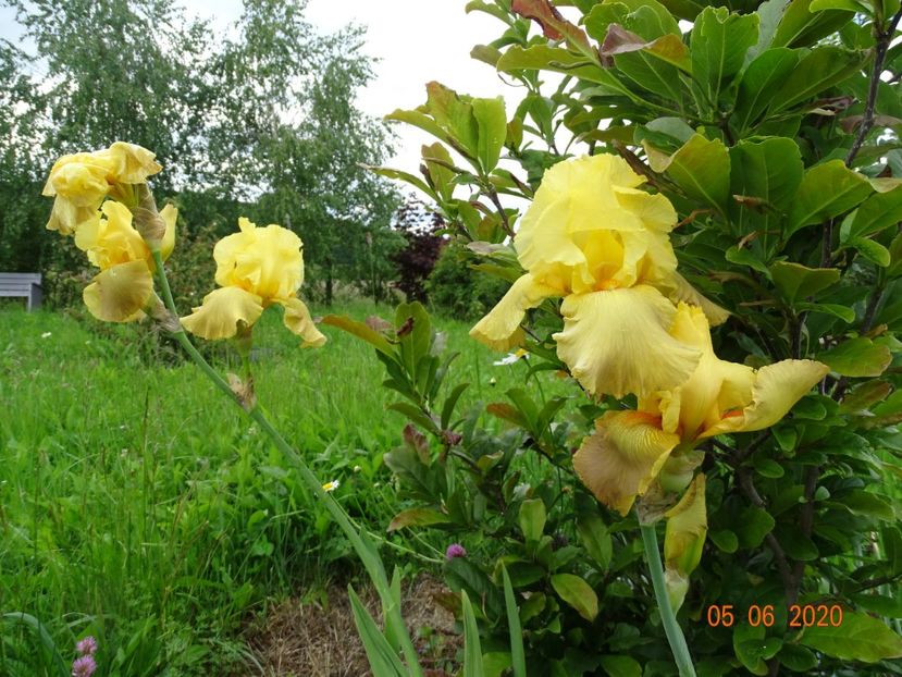 ?? - Irisi si bujori 2020