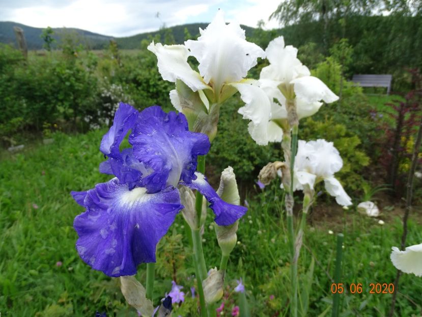 City Lights - Irisi si bujori 2020