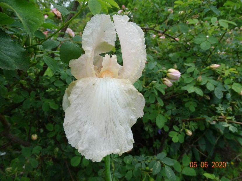 Pink Cameo - Irisi si bujori 2020