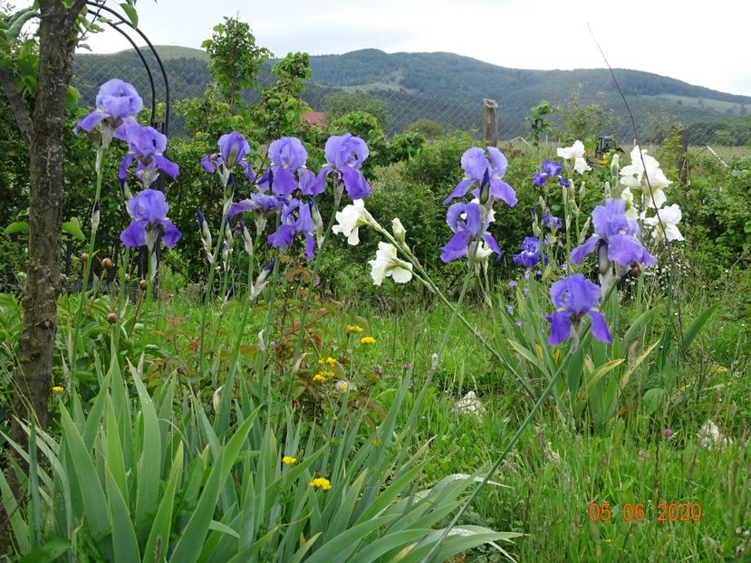 pallida - Irisi si bujori 2020
