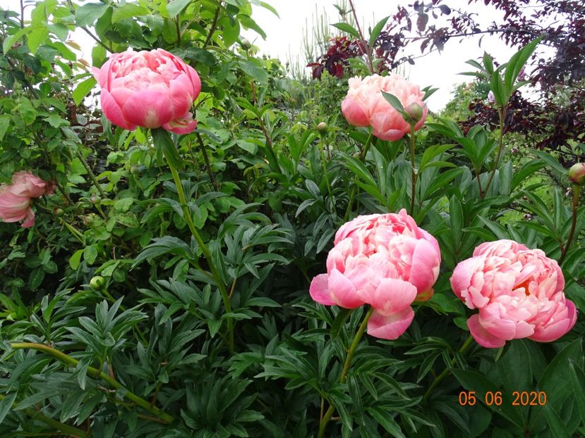 Coral Sunset - Irisi si bujori 2020