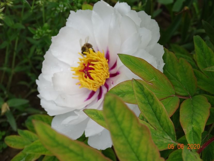 Fairy Moon - Irisi si bujori 2020