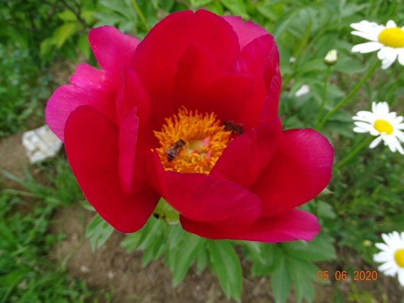 Scarlet o'Hara - Irisi si bujori 2020