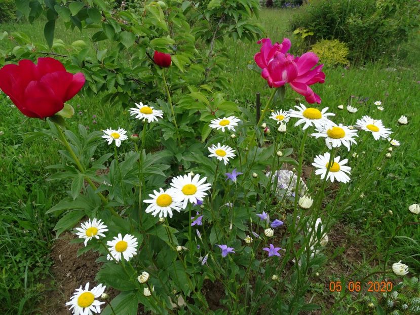 Scarlet o'Hara - Irisi si bujori 2020