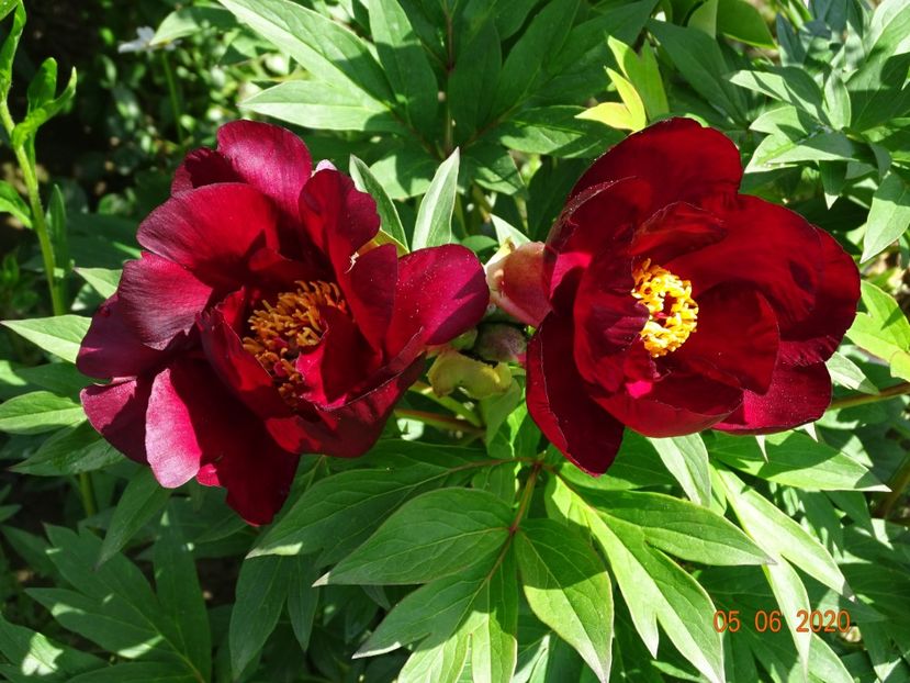 Scarlet Heaven - Irisi si bujori 2020