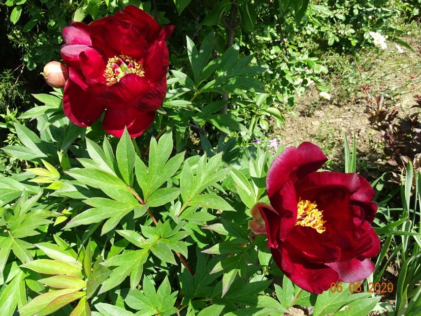 Scarlet Heaven - Irisi si bujori 2020