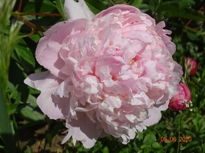 Mme. Calot - Irisi si bujori 2020