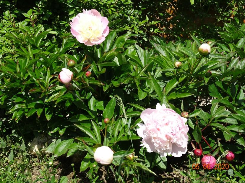 Mr. Ed si Mme. Calot - Irisi si bujori 2020