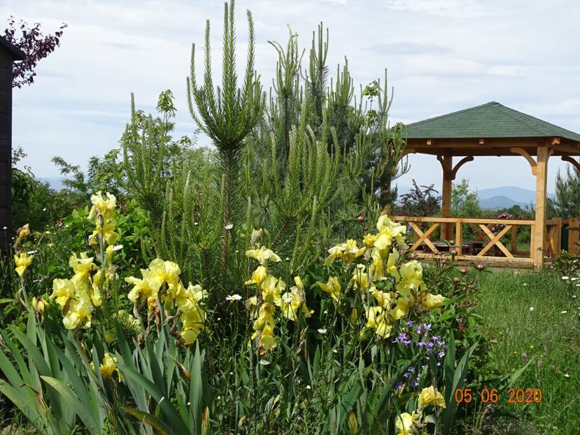 Sangreal - Irisi si bujori 2020