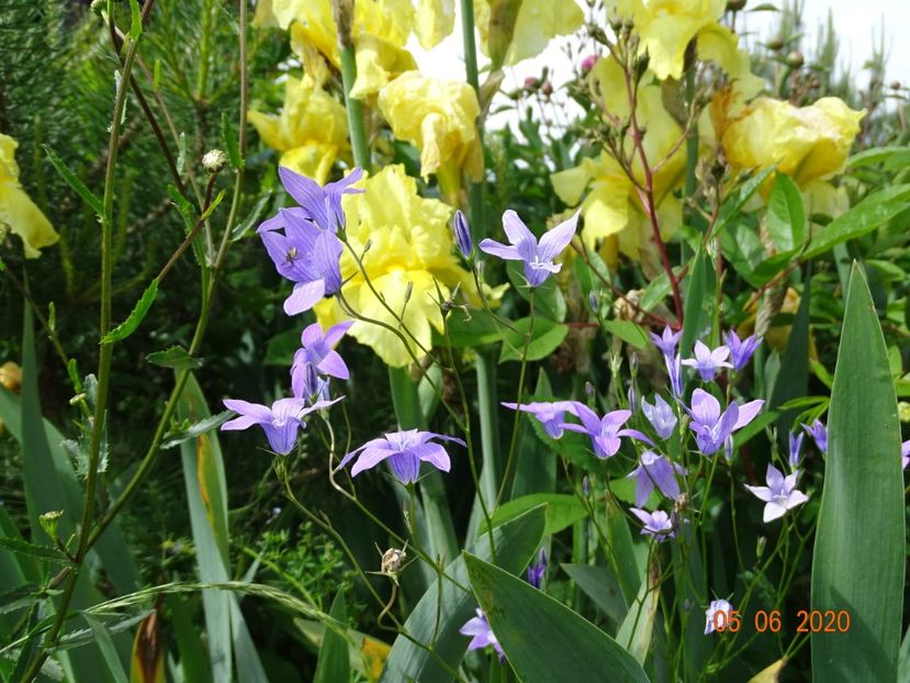 Sangreal - Irisi si bujori 2020