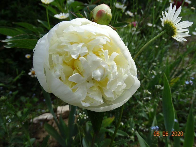 Duchesse de Nemours - Irisi si bujori 2020