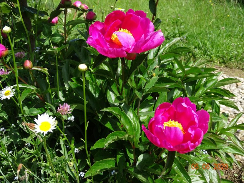 Dancing Butterfly - Irisi si bujori 2020