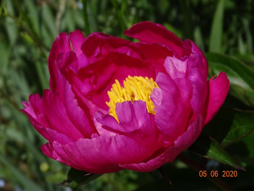 Dancing Butterfly - Irisi si bujori 2020