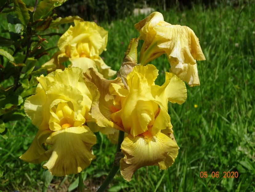 ?? - Irisi si bujori 2020