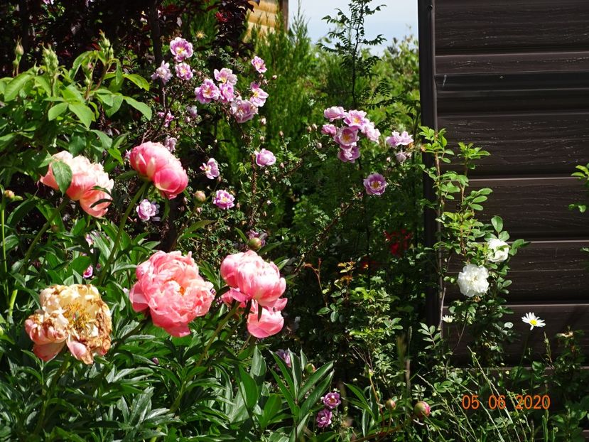 Coral Sunset - Irisi si bujori 2020