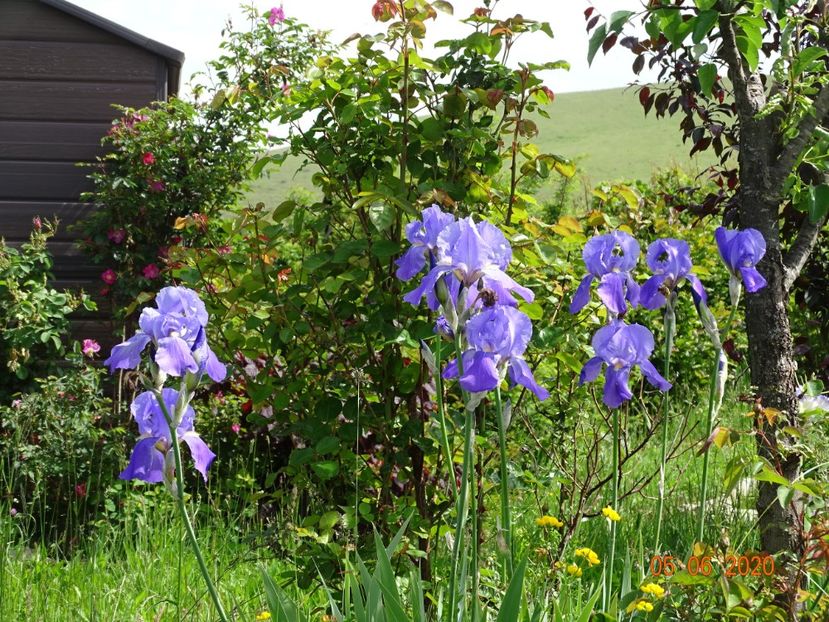 pallida - Irisi si bujori 2020