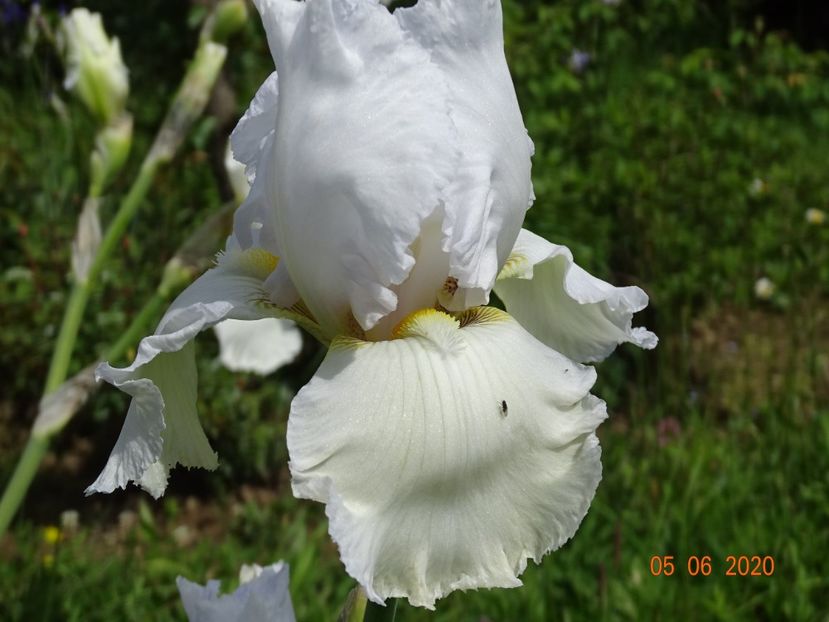 Lacy Snowflake - Irisi si bujori 2020