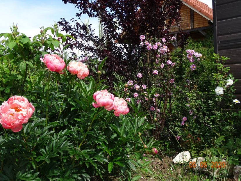 Coral Sunset - Irisi si bujori 2020