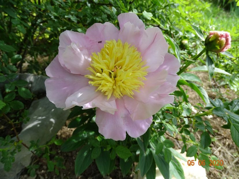 Garden Lace - Irisi si bujori 2020