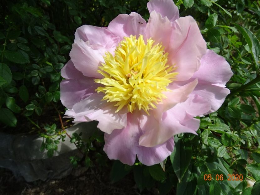 Garden Lace - Irisi si bujori 2020