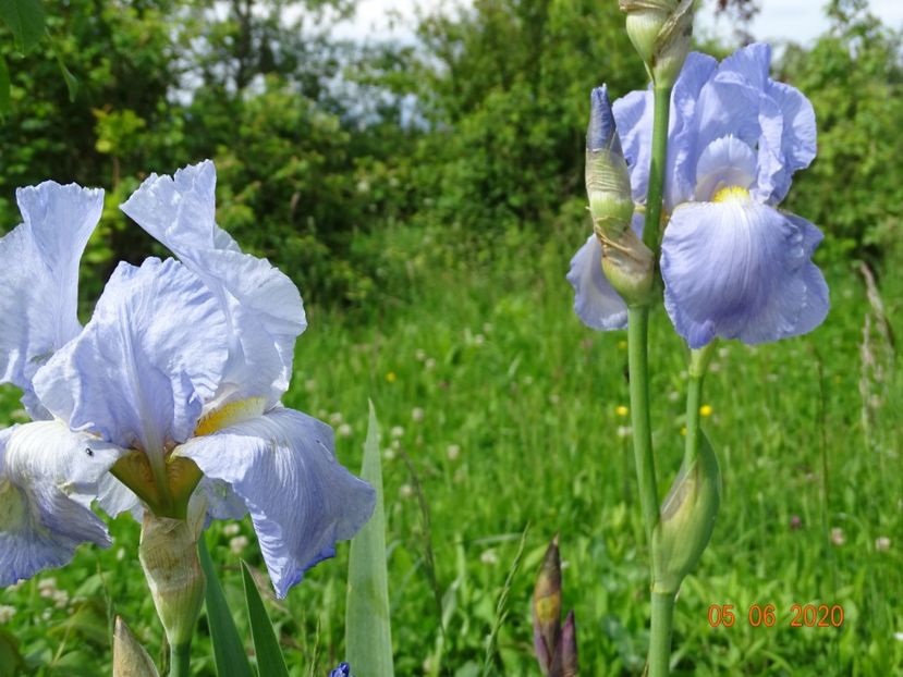 Elizabeth of England - Irisi si bujori 2020
