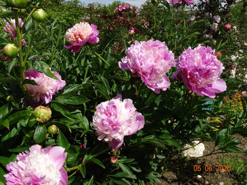 Sorbet - Irisi si bujori 2020