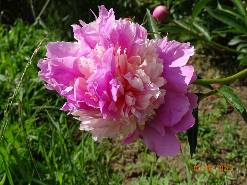 Sorbet - Irisi si bujori 2020