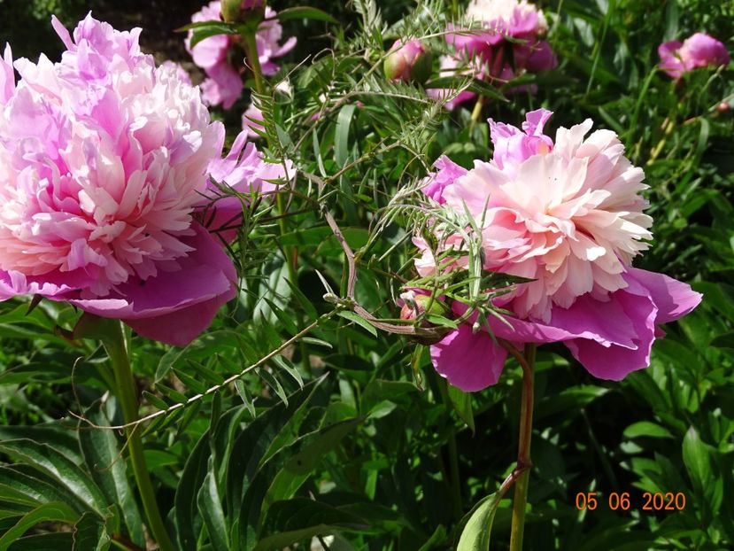 Sorbet - Irisi si bujori 2020