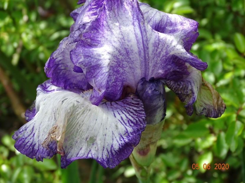 Autumn Circus - Irisi si bujori 2020