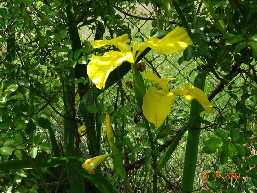iris pseudacorus - Irisi si bujori 2020