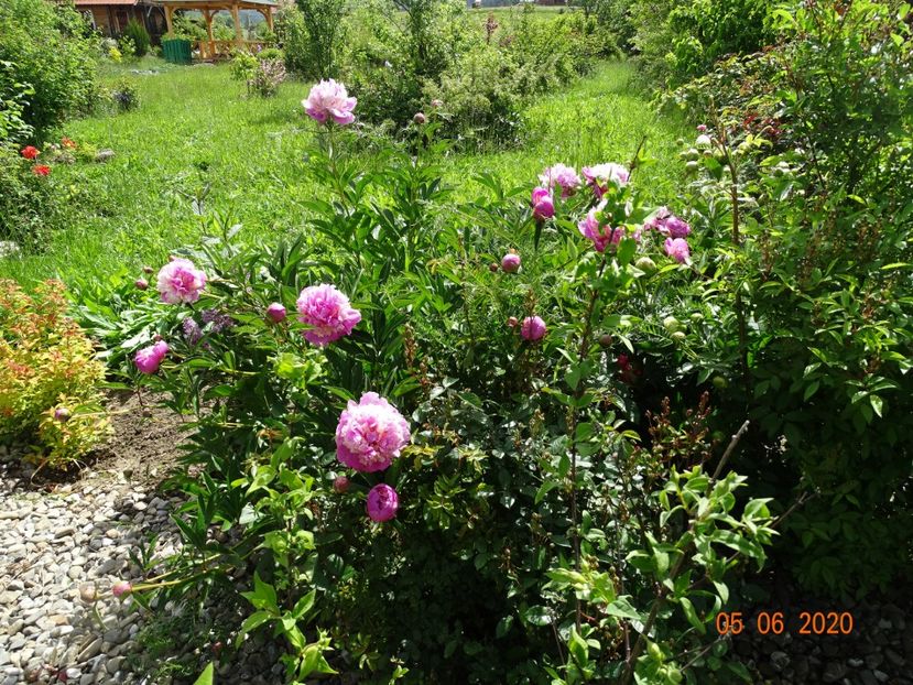 Sorbet - Irisi si bujori 2020