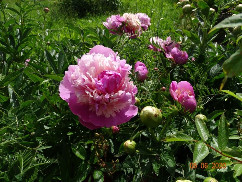 Sorbet - Irisi si bujori 2020