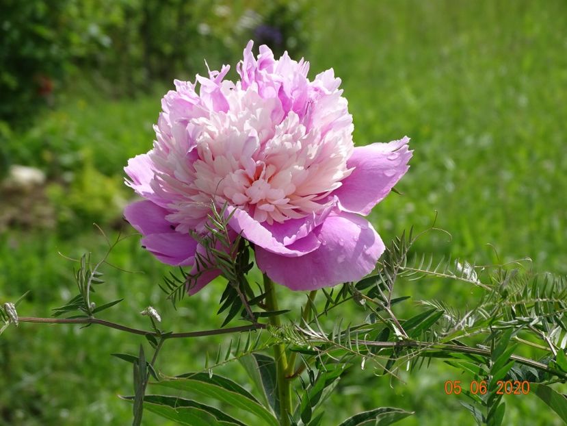 Sorbet - Irisi si bujori 2020