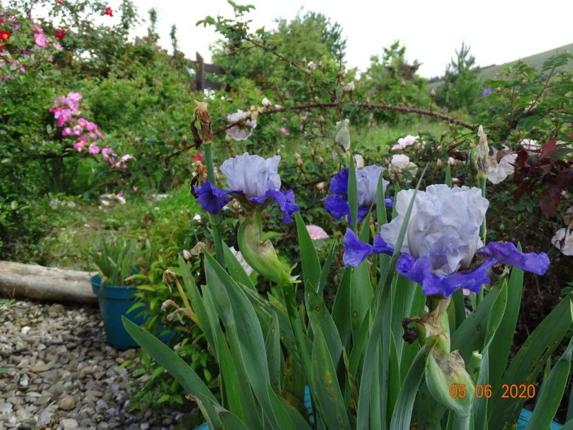 Mezza Cartuccia - Irisi si bujori 2020