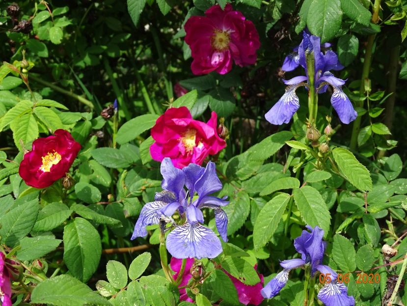 iris sibirica Blue King - Irisi si bujori 2020